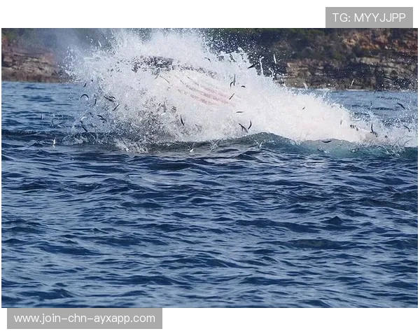 冲浪选手与海豹“抢浪”，全网笑疯